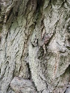 Deciduous tree bark. Tree bark texture. Vintage background Stock Photos