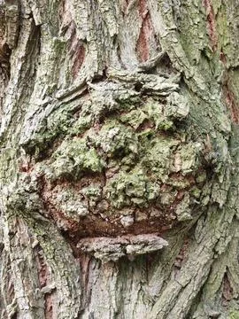 Deciduous tree bark. Tree bark texture. Plant background Stock Photos