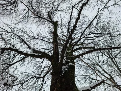 Deciduous Tree from Below, Covered with Snow. Fotos de archivo