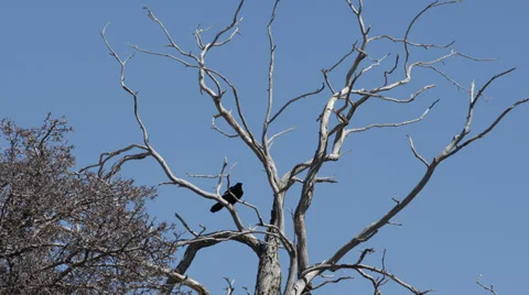 Deciduous Tree Black Bird Crow Raven Sitting Tree Branch Twig Scary Flying Fly Stock Footage 35303274