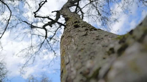 Deciduous tree in bottom perspective view in winter, slow refocus from Stock Footage 312866994