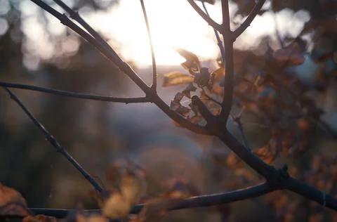 Deciduous tree branch close-up against sunset background, warm sunny rays sof Stock Photos