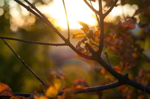 Deciduous tree branch close-up against sunset background, warm sunny rays sof Stock Photos