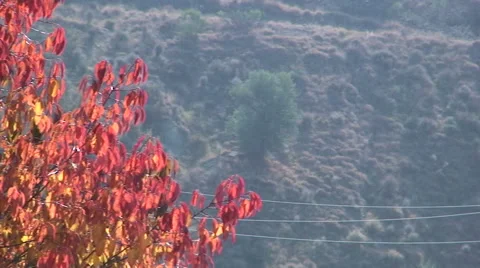 Deciduous tree with bright red leaves, pan left Stock Footage 49964484