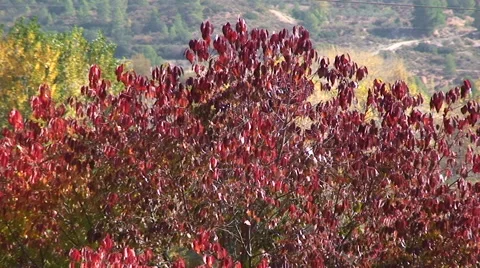 Deciduous tree with bright red leaves Stock Footage 49964877