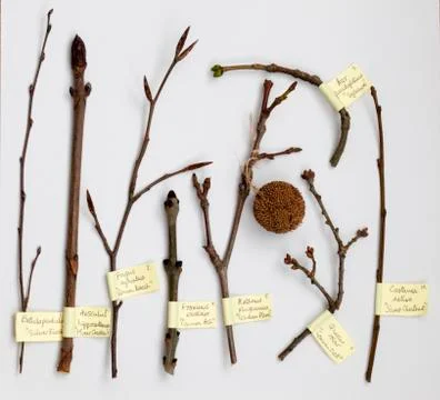 Deciduous Tree Buds Stock Photos