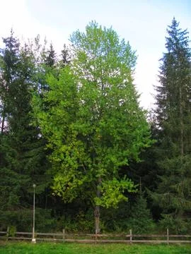 Deciduous tree changes leaf color in autumn Stock Photos