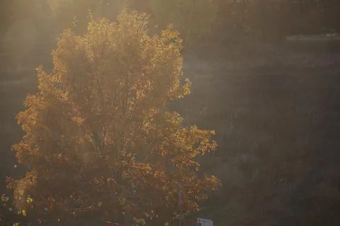 Deciduous tree in conrast sunlight. Indian summer. Atmospheric autumn aesthetic Foto stock