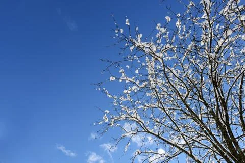 Deciduous tree covered in snow Foto stock