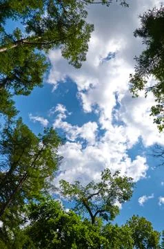 Deciduous tree crowns against the sky and clouds in summer Stock Photos