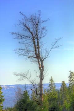 Deciduous tree in early spring Stock Photos