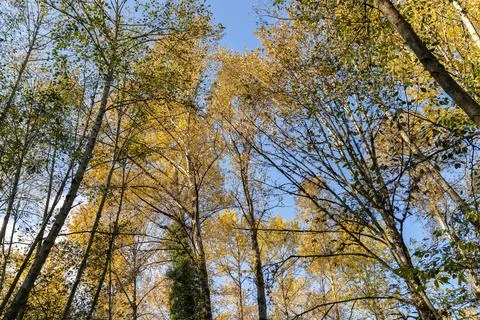 Deciduous Tree Forest Canopy Fotos Stock
