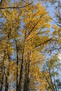 Deciduous Tree Forest Canopy vertical Fotos Stock