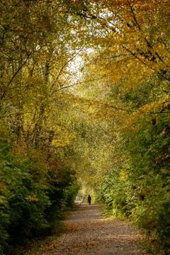 Deciduous Tree Forest Fall Colours Stock Photos