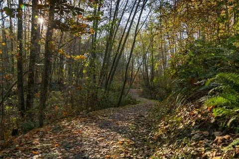 Deciduous Tree Forest Fall Pathway Stock Photos