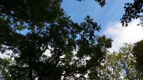 Deciduous tree forest, leaf and branch, bottom up view, lush green foliage Stock Footage 316905872