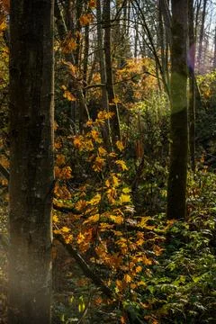 Deciduous Tree Forest Leaves Sunshine Stock Photos