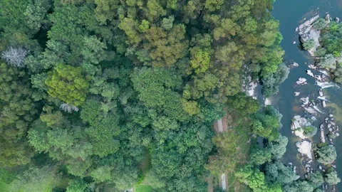 Deciduous Tree Forest Near Flowing River. Aerial Topdown Stock Footage 246744936