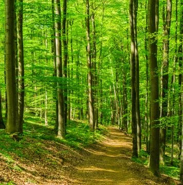 Deciduous tree forest pathway with lush foliage Stock Photos