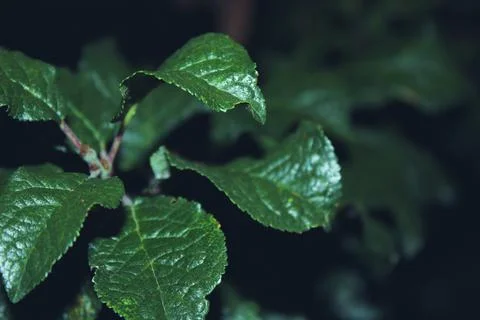 Deciduous tree in the forest Stock Photos