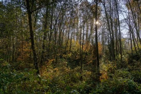 Deciduous Tree Forest Sun Stock Photos