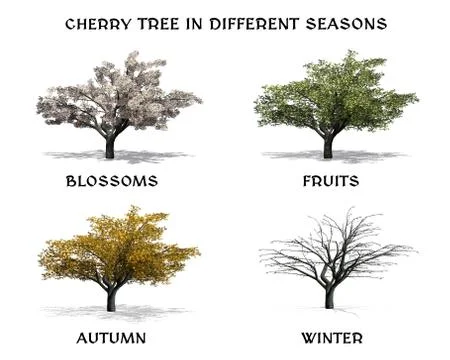 Deciduous Tree in four seasons - Cherry Tree 스톡 일러스트