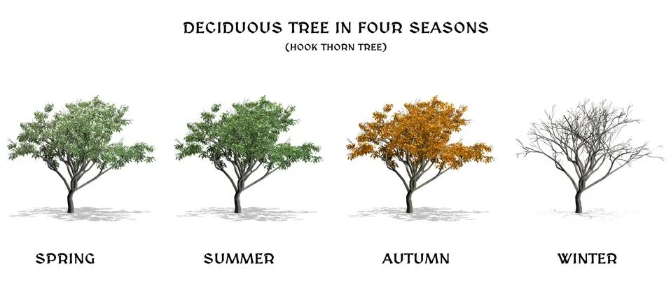Deciduous Tree in four seasons - Hook Thorn tree Иллюстрация