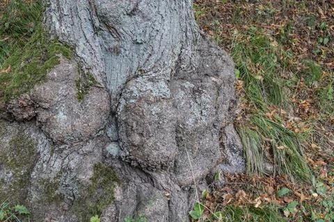 An deciduous tree with gnarled growths on its trunk Stock Photos