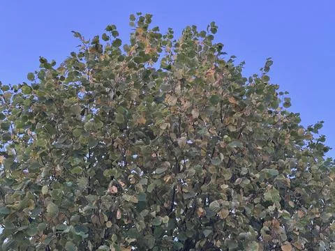 Deciduous tree with green and yellow leaves against a clear blue sky Stock Photos