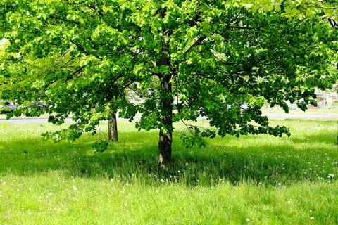 A deciduous tree growing in a city park Stock Photos