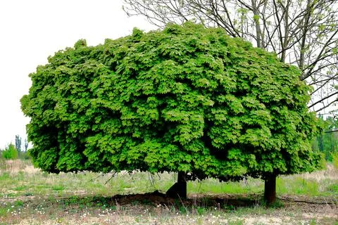 Deciduous tree growing in a suburban clearing Stock Photos