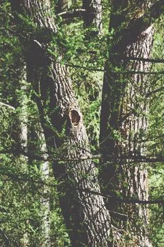 Deciduous tree with a hollow trunk surrounded by grass and twigs Stock Photos