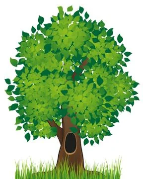 Deciduous tree Stock Illustration