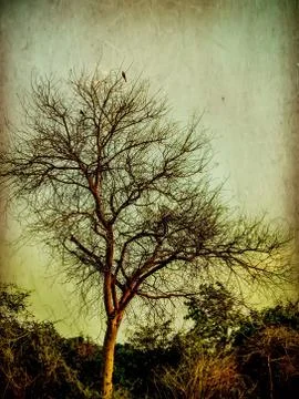 Deciduous tree in India image. 库存照片