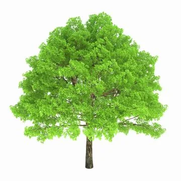 Deciduous tree isolated on white background Illustrazione stock