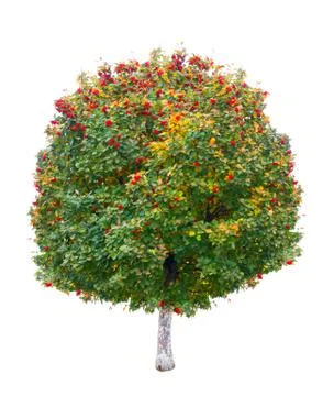 Deciduous tree isolated on white Stock Photos