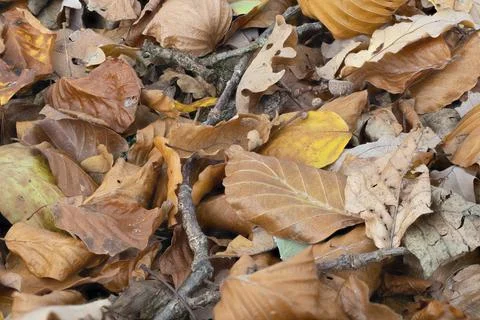 Deciduous tree leaf Stock Photos