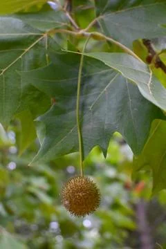 Deciduous tree leaves and spherical seed ball Stockfoto's