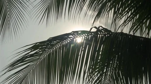 Deciduous Tree Leaves - Fast Motion Stock Footage 130731010