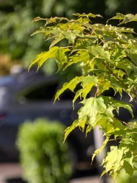 Deciduous tree leaves in spring. Stock Photos