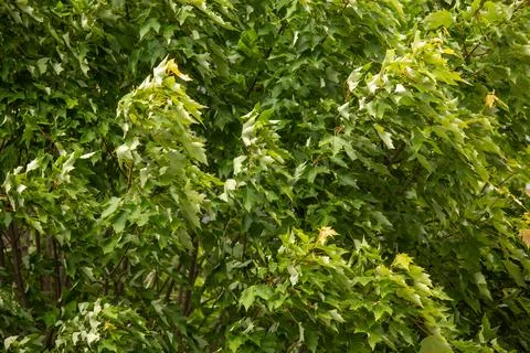 Deciduous tree leaves in spring Stock Photos