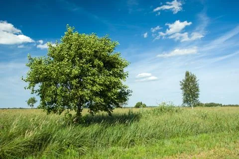 Deciduous tree on the meadow Stock Photos