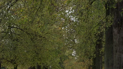 Deciduous tree panning shot landscape England UK 4K Stock Footage 143292027