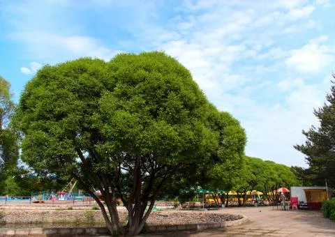 Deciduous tree Foto stock