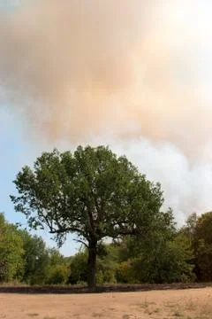 Deciduous tree Foto stock