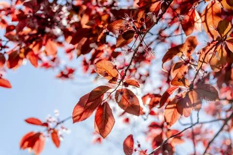Deciduous tree with red leaves stands out against a blue sky Stock Photos