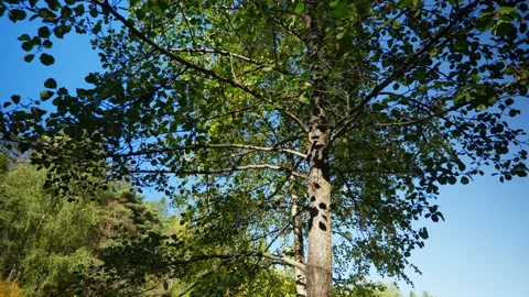 Deciduous Tree with Rustling Leaves Against Blue Sky Stock Footage 347728958
