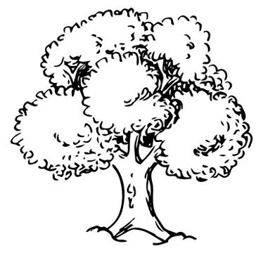 Deciduous tree sketched by hand Stock Illustration
