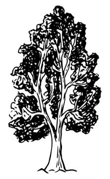 Deciduous tree sketched by hand Stock-Illustration