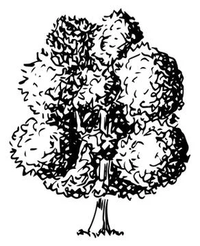 Deciduous tree sketched by hand Stock Illustration